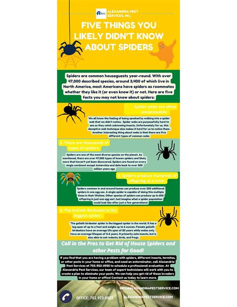 Five Things You Likely Didn’t Know About Spiders - Alexandria Pest