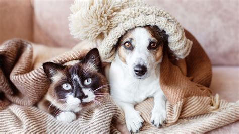 Pets No Inverno Dicas Para Cuidar De C Es E Gatos No Frio