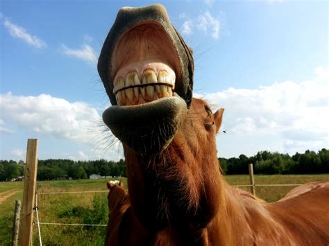 Horse Smiling Free Stock Photo Public Domain Pictures