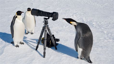 Satellite photos of penguin poop lead to discovery of new colony