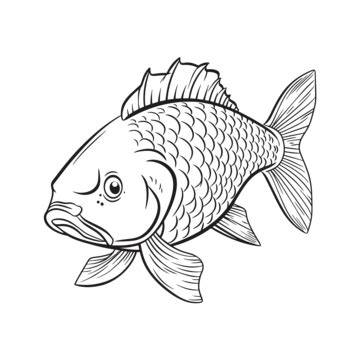 Carp Outline PNG Transparent Images Free Download | Vector Files | Pngtree