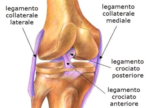 LESIONI LEGAMENTOSE LCA LCP Orthosurgery