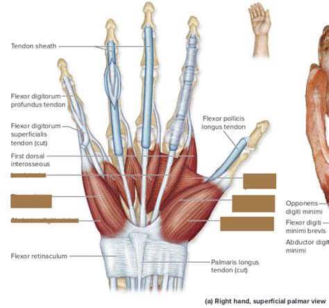 Intrinsic Muscles Of Hand Superficial Palm View Chpt Diagram