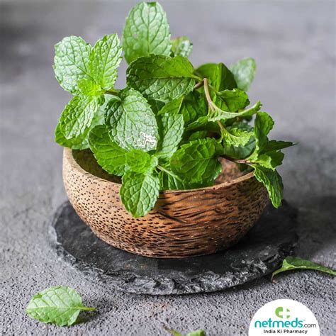 Mint Leaves Pictures Mint Medicinal Uses Leaves Digestive Spasmodic