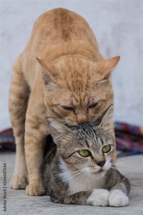 Cat Have Sex Cat Make Love Stock Photo Adobe Stock