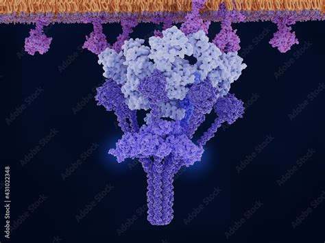 Antigen Bound Igm Activates The C Complex Classical Pathway Of The