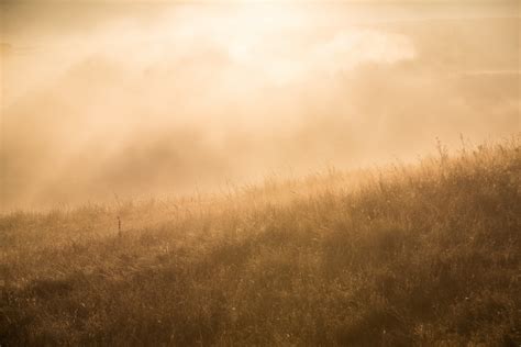 Free Images Tree Nature Horizon Light Cloud Plant Sky Sun Fog