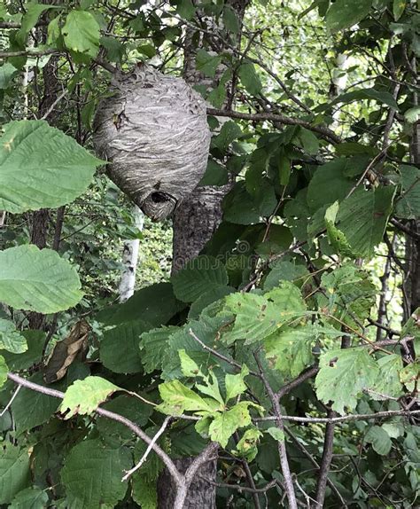 Bee Hive In Tree Stock Image Image Of Octagon Sweet 4713171