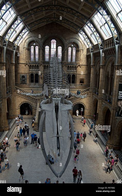 Hope The Blue Whale Skeleton In Hintze Hall At The Natural History