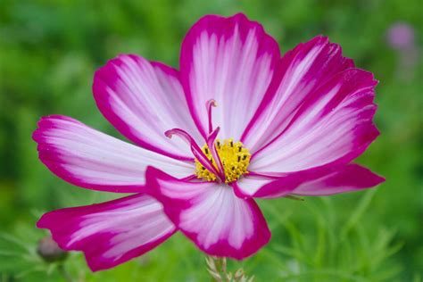 Cosmos varieties: the most beautiful at a glance - Plantura