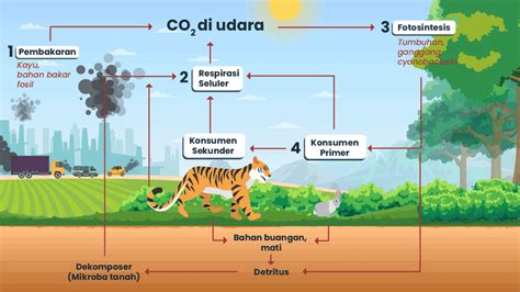 Siklus Biogeokimia Pengertian Jenis Dan Manfaatnya