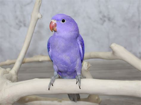 Indian Ringneck Parakeet Colors