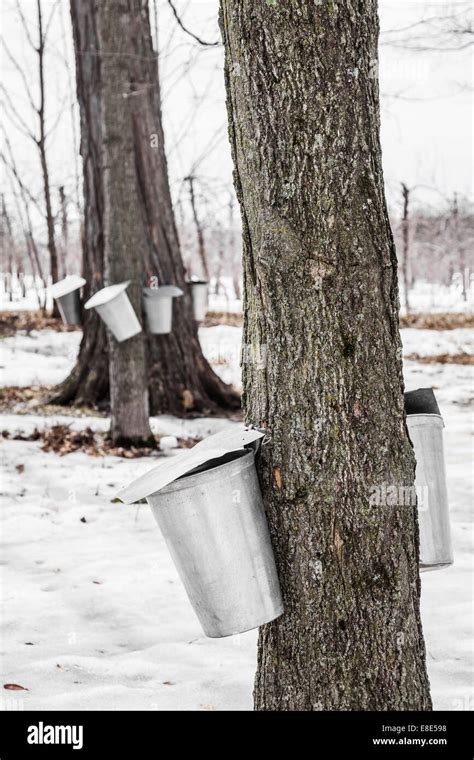 Forest Of Maple Sap Buckets On Trees In Spring Stock Photo Alamy