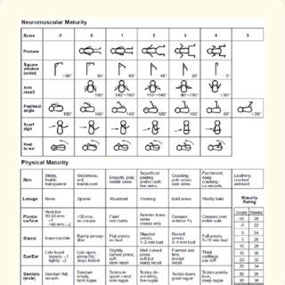 New Ballard Score [12]. | Download Scientific Diagram