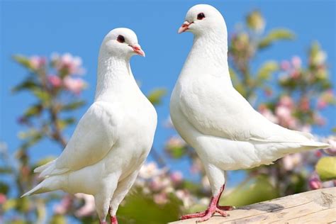 Burung Merpati Putih