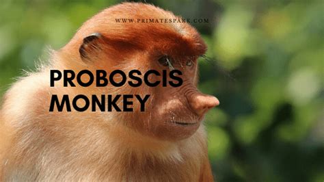 Proboscis Monkey Facts and Information - Primates Park