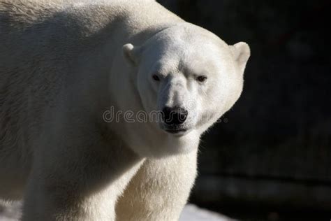 Cachorro Del Oso Polar Maritimus Del Ursus Meses Foto De Archivo