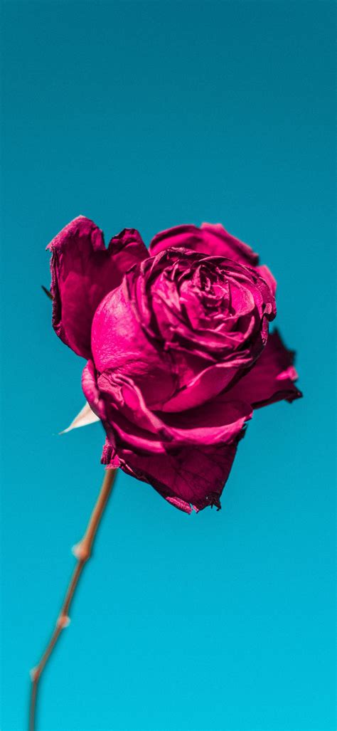 Rose Phone Wallpaper [1080x2340] - 12