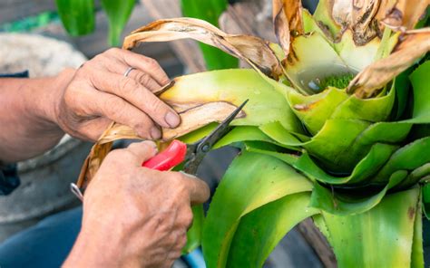 Tips Para Evitar Que Las Hojas De Tus Plantas Se Sequen Danruilo