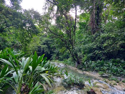 Día internacional de los bosques tropicales