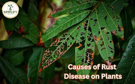 What Causes Rust Disease on Plants? and How to Treat Them? - Simplify ...