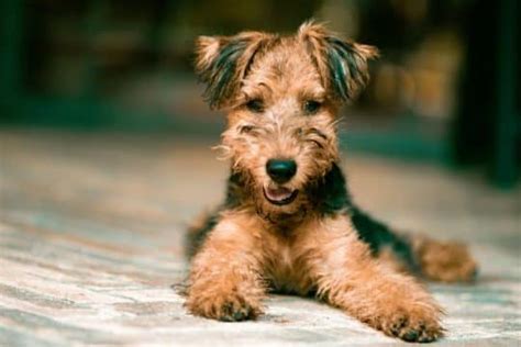 Razas De Perros Con Pelo Rizado