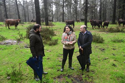 El Censo Del Lobo Estima 93 Manadas Reproductoras En Galicia Y Confirma