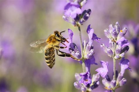 Images Of Flowers With Bees Honey Bee On Flower Photos And Images