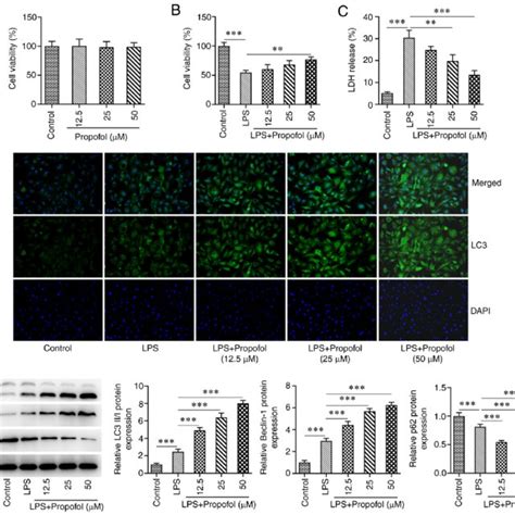 Propofol Activates Autophagy In LPS Induced Cardiomyocytes A And B