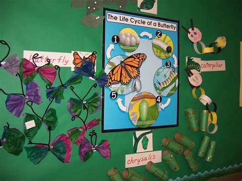 Butterfly Life Cycle Bulletin Board