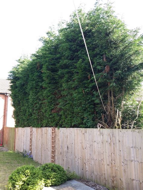 Cost for trimming down a load of monster Leylandii trees | Page 3 ...