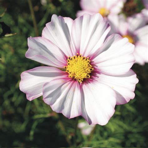 Heirloom Picotee Cosmos Organic Seeds