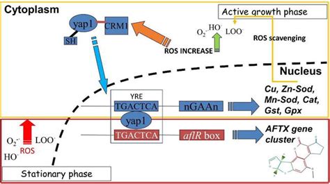 The Role Of Aflatoxins In Aspergillus Flavus Resistance To Stress