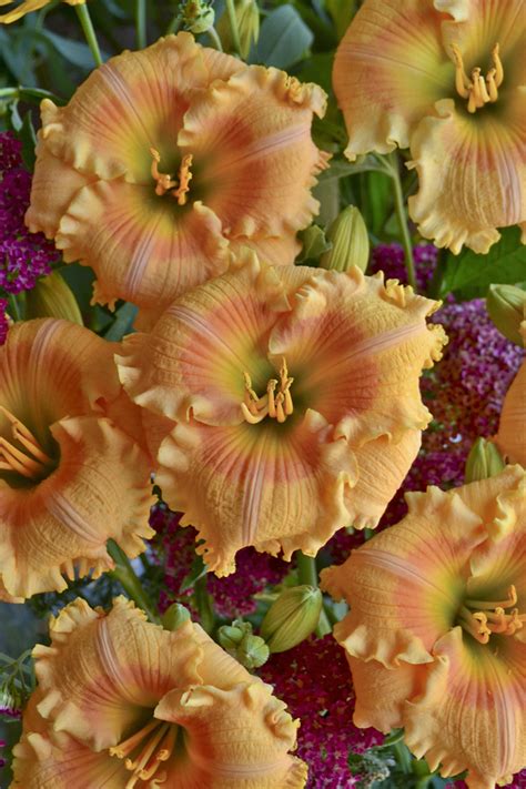 Rainbow Rhythm® Orange Smoothie Daylily Hemerocallis Hybrid