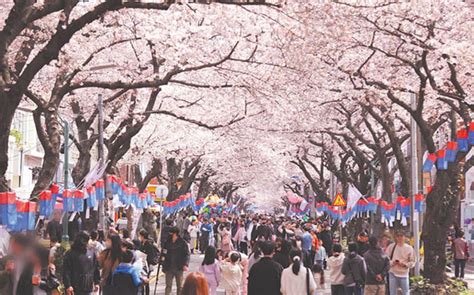 Exploring Korea: Top 5 cherry blossom spots with festivals! | Stripes Korea