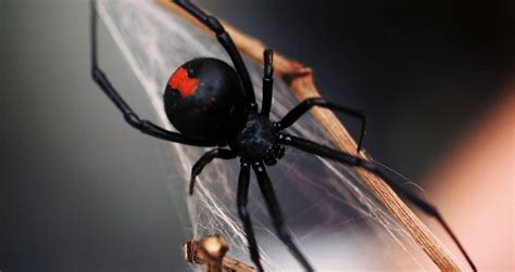 Spiders Could Theoretically Eat Every Human On Earth In Less Than A Year