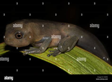 Transformando Un Mapa De Renacuajo Treefrog Hypsiboas Geographicus En