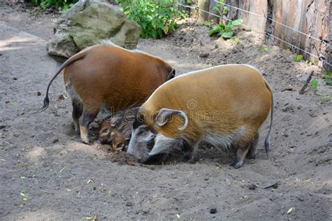 Red River Hog Baby Mother Stock Photos - Free & Royalty-Free Stock ...