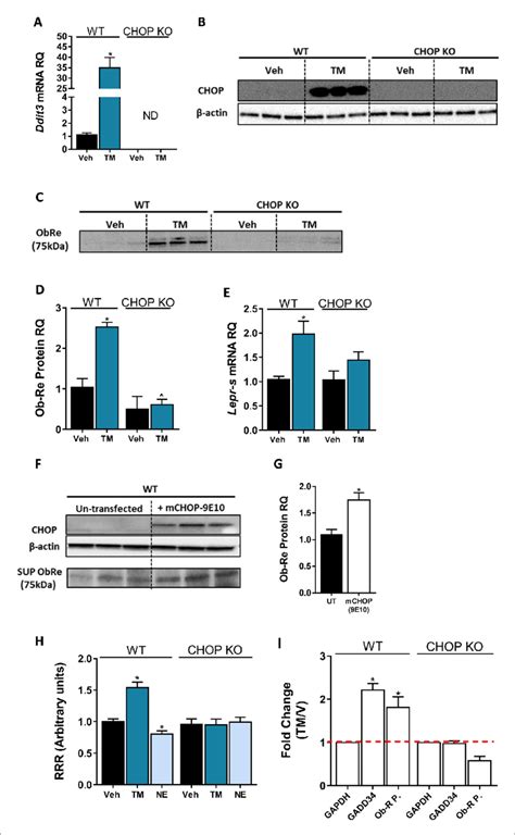 C Ebp Homologous Protein Chop Is A Positive Regulator Of Lepr