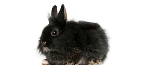 Best Rabbit Brush - Our Top 10 for 2020 - Little Furry Pets