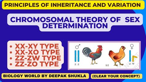 Chromosomal Theory Of Sex Determination Chromosomaltheoryofsexdetermination Neet2023 YouTube