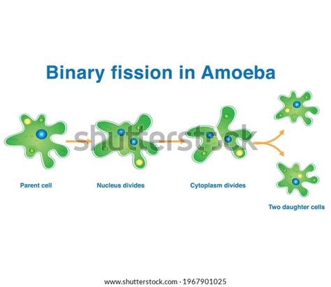 Fisión Binaria En Ameba Reproducción Por Vector De Stock Libre De Regalías 1967901025