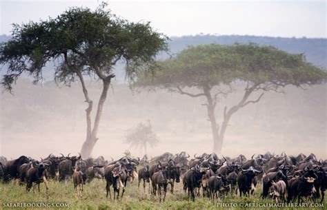 Serengeti NP Wildlife Photos – Images & Pictures