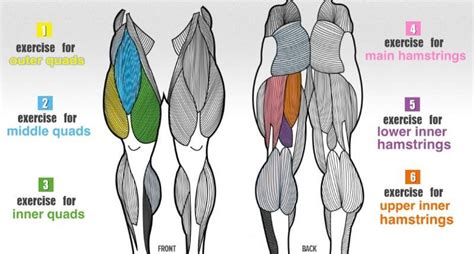 Back Of The Thigh Anatomy