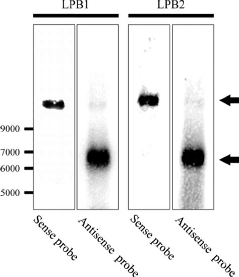 Northern Hybridization Analysis Of The CTRV L Gene Transcript In