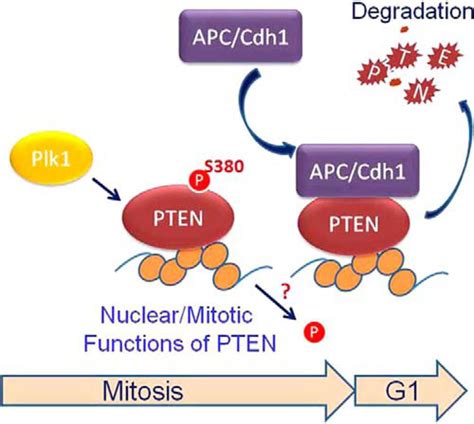 Cdh A Substrate Recruiting Component Of Anaphase Promoting Complex