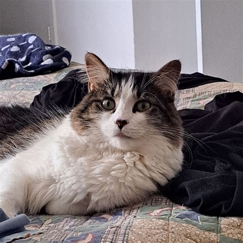 Another picture of my fluffy Angel Chloe. : r/NorwegianForestCats