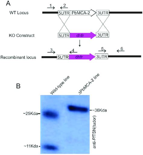 In Vivo Interaction Of Mca 2 Tsn Knockout Construct Of Pbmca 2 Using