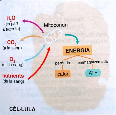 Energia metabòlica Energia metabolica Biología Metabolica