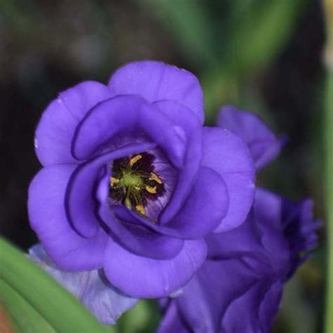 Texas Bluebell Eustoma Russellianum Garden Org